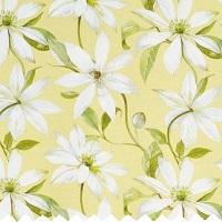 Emily Primrose - Curtains